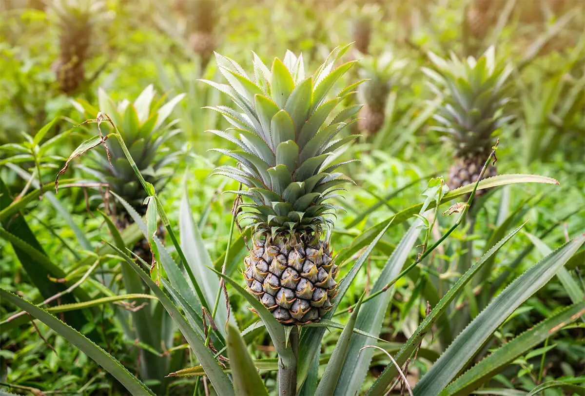 Frocori | La Piña de Costa Rica: El orgullo tico