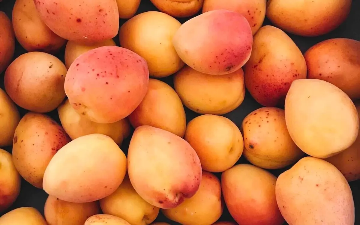 proveedores de mango congelado en Costa Rica exportaciones
