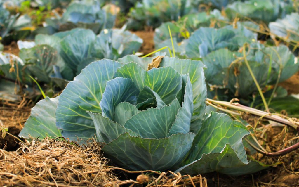 repollo col costa rica beneficios alimentos congelados frescos