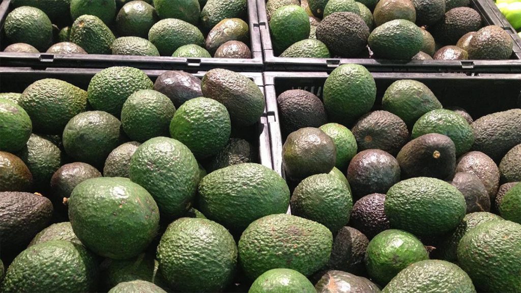 proveedores de aguacate congelado en Costa Rica exportaciones de aguacate congelado
