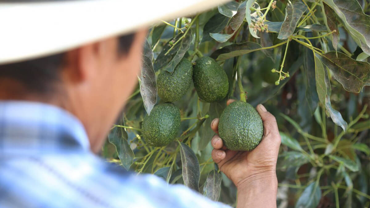 cultivo aguacate costa rica hass