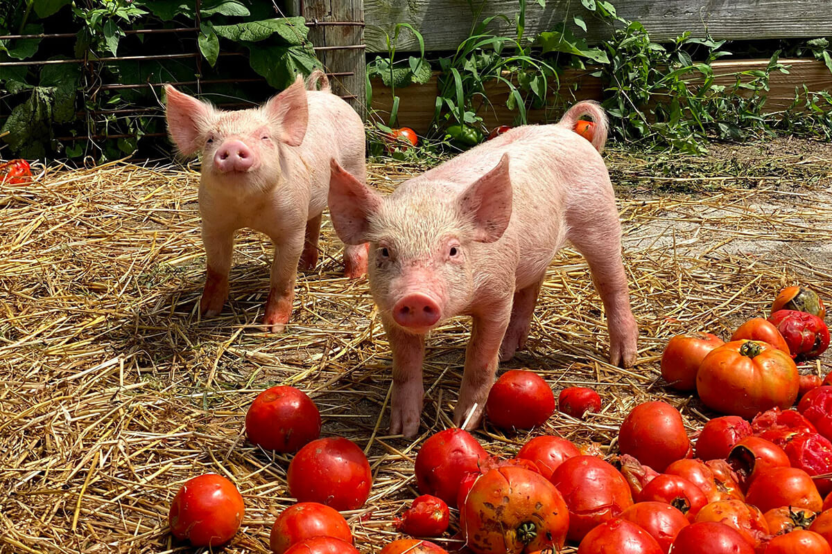 eliminando desperdicios saluzzo costa rica fruta ganado
