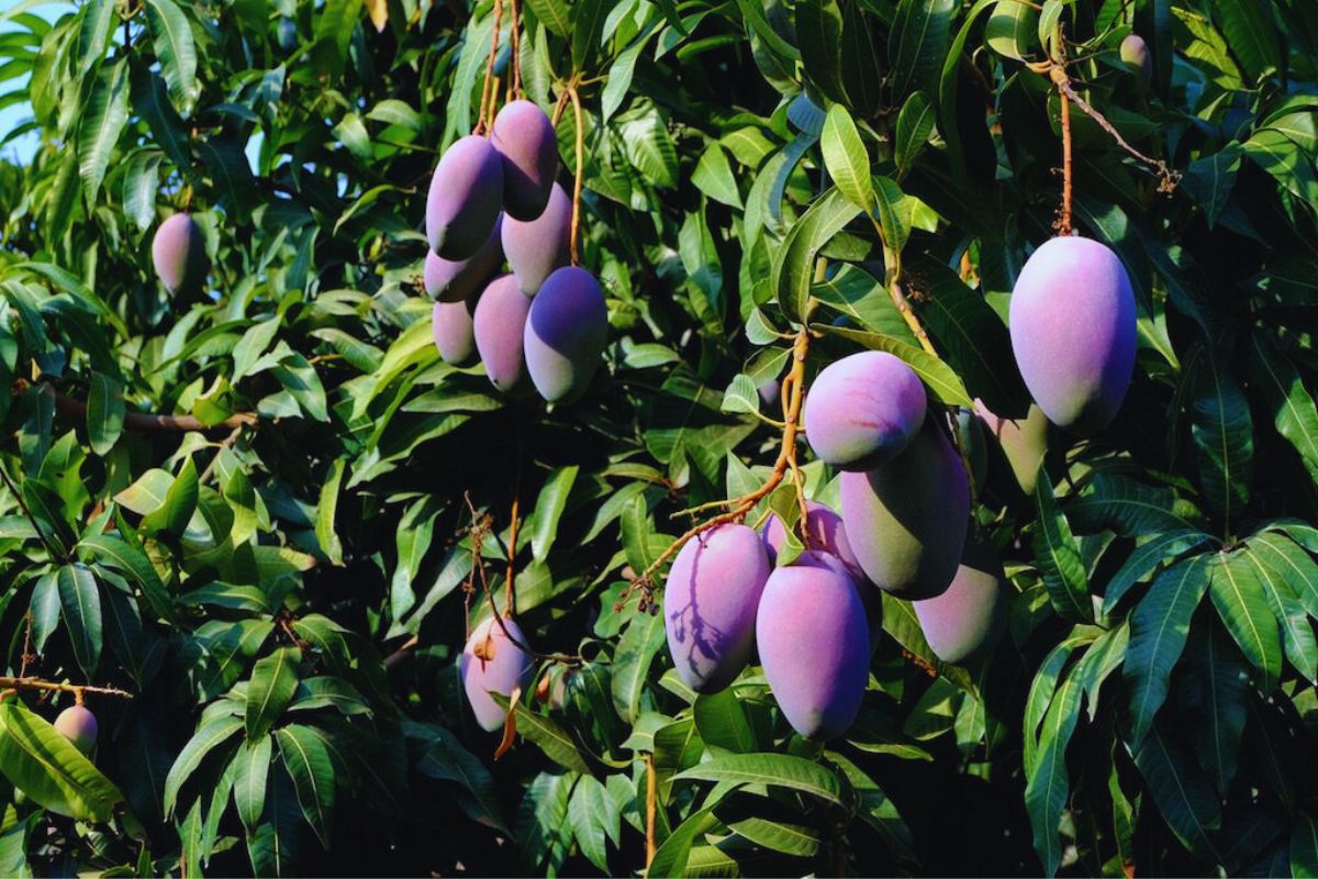 tommy atkins costa rica