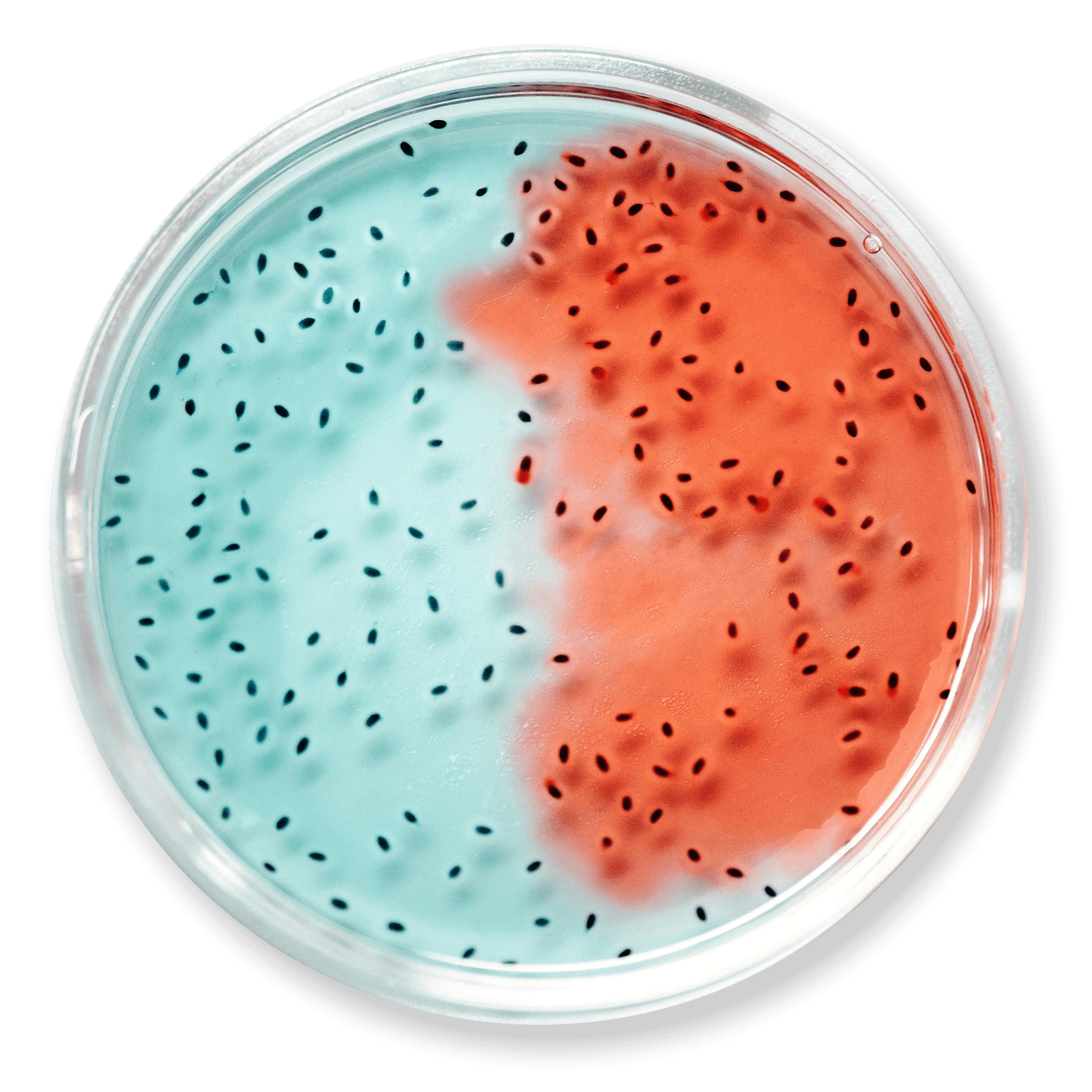 Investigación y Desarrollo costa rica frozenflix